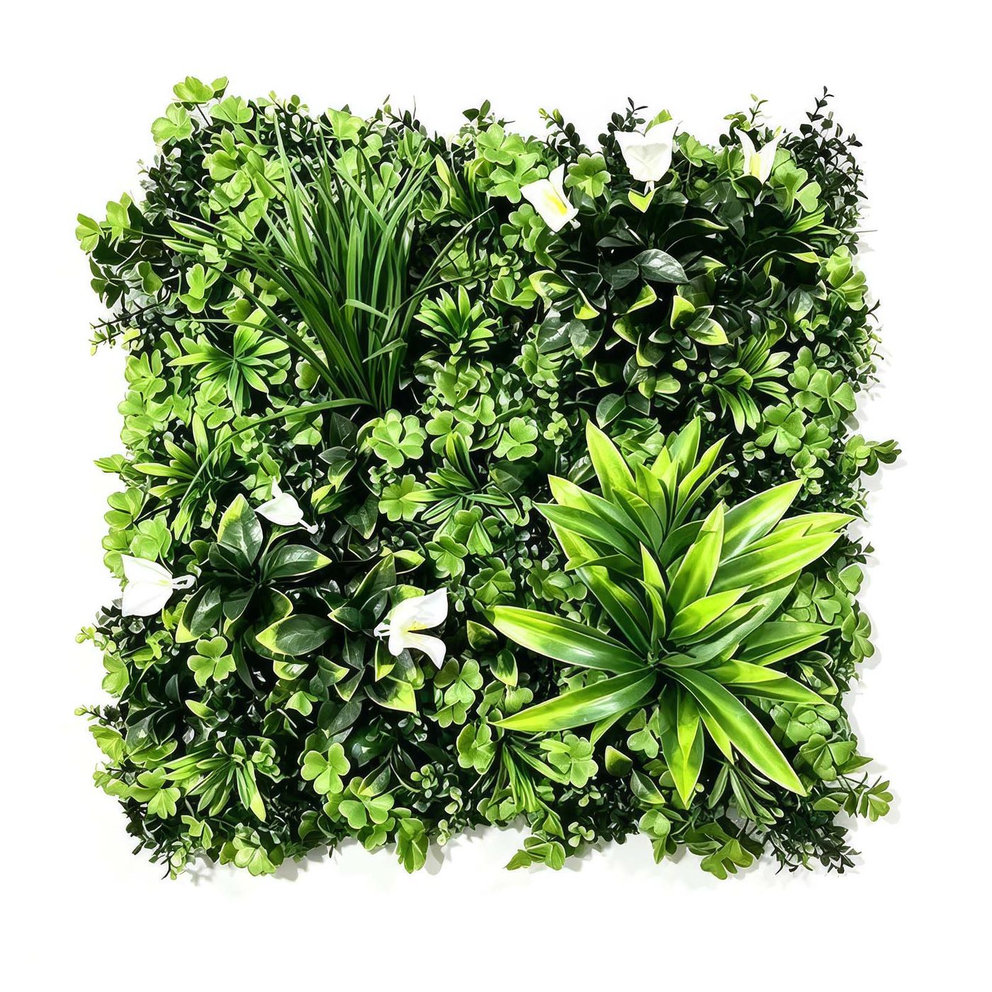 Dense Boxwood Green Wall Panel 1m x 1m